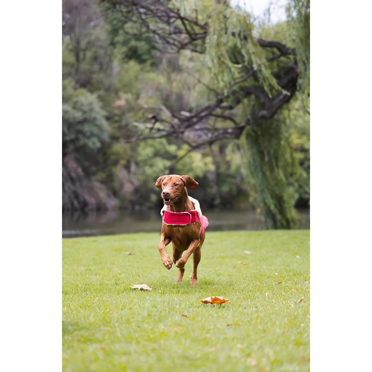 Ruff n Rugged Corduroy Dog Jacket Barn Red