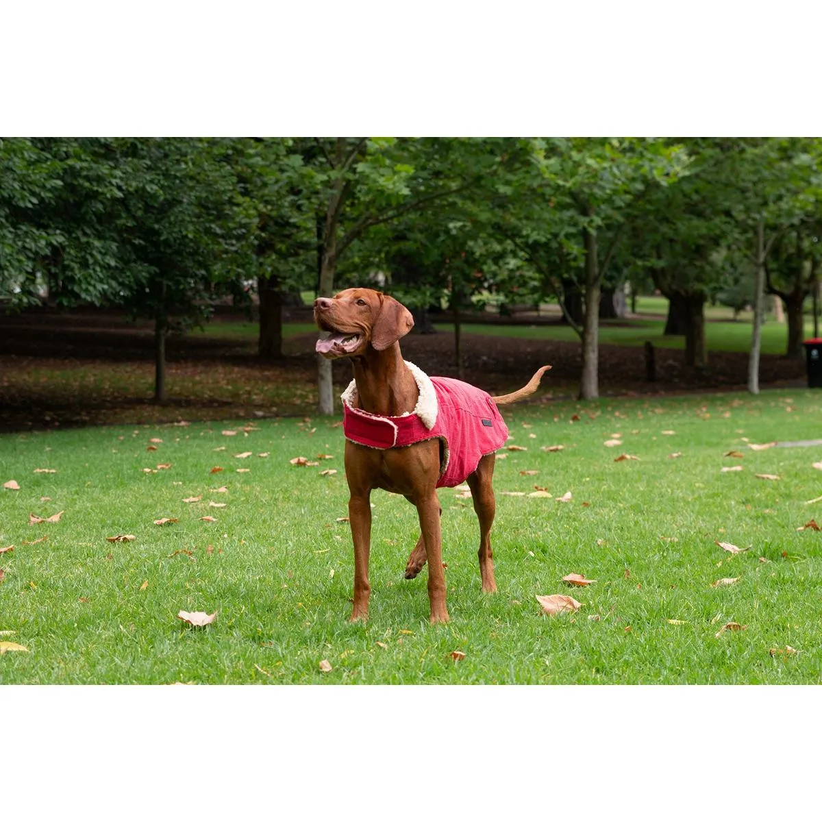Ruff n Rugged Corduroy Dog Jacket Barn Red