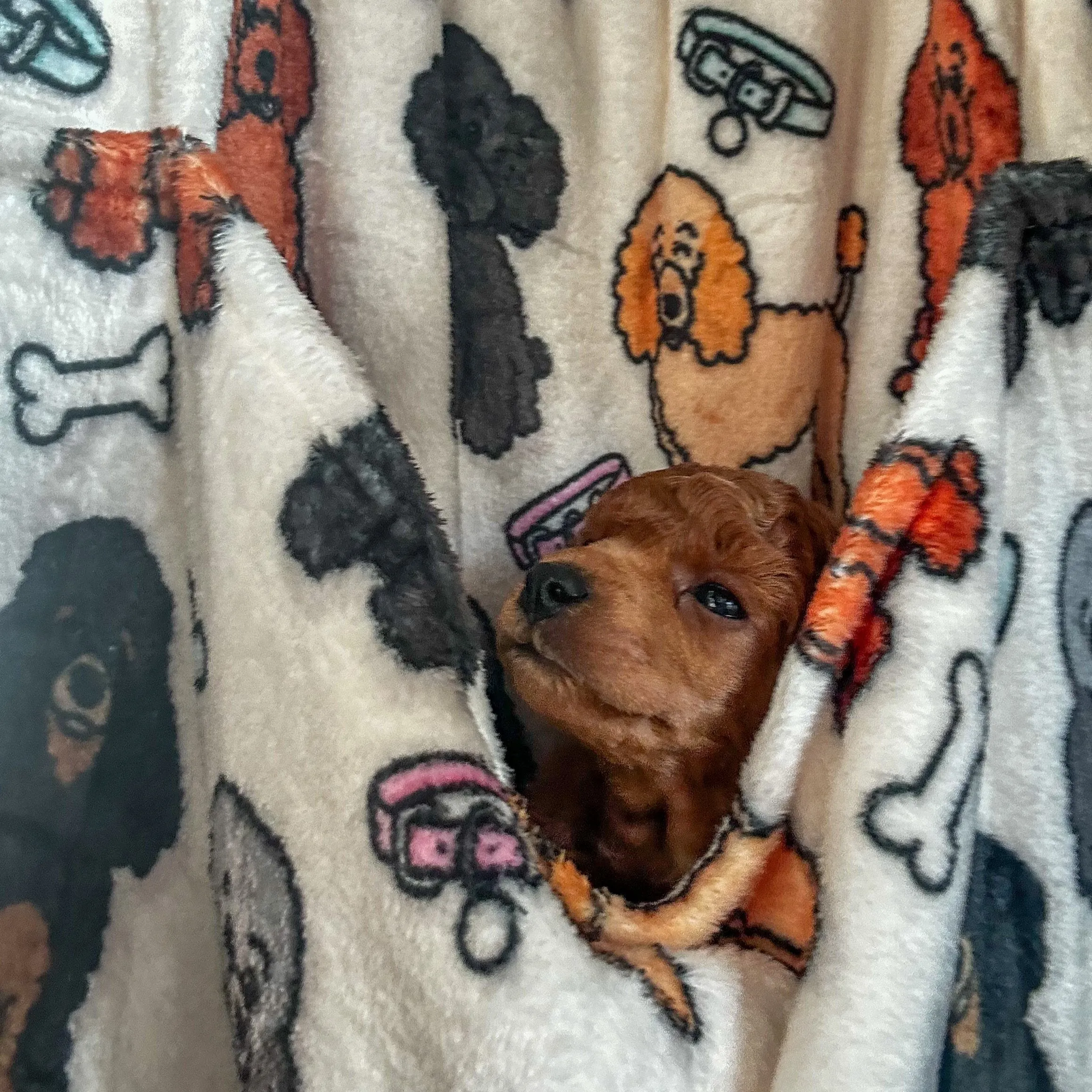Snuggle Pup Hoodie - Oodles of Poodles - dog lover wearable blanket - dog carrier hoodie